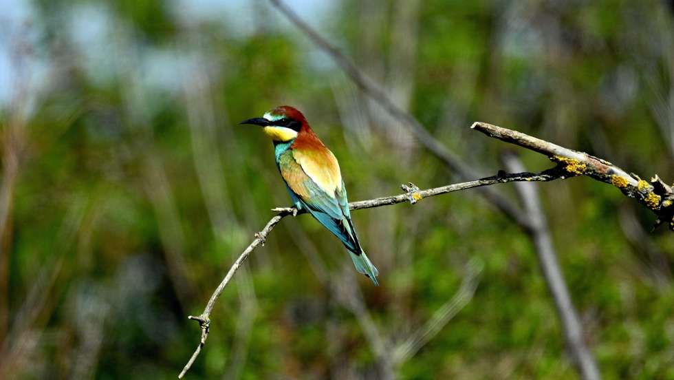 epa09940306 A bee-eater bird stands on a tree branch in the village of Buszkowice in Podkarpacie, Poland, 11 May 2022. Bee-eater birds are one of the most colorful birds in Poland. They feed on insects caught in flight, in particular wasps and bees. They live in burrows dug in steep earth slopes. It is a protected bird, listed in the Polish Red Book of Animals as a species close to extinction. It lives mainly in southern and south-eastern Europe as well as western and central Asia.  EPA/Darek Delmanowicz POLAND OUT