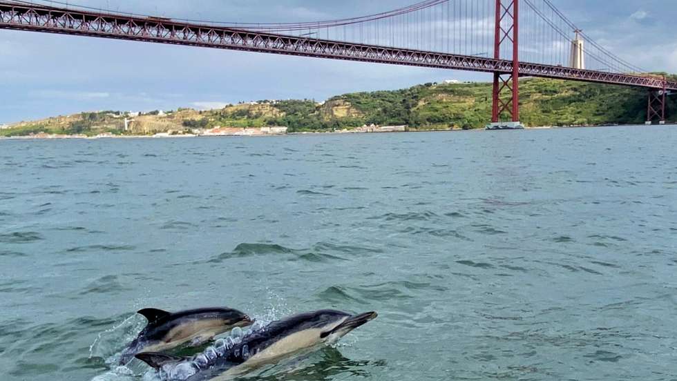 Por sua vez, a IMMA da Madeira estendeu-se ao território espanhol, abrangendo também as ilhas canárias