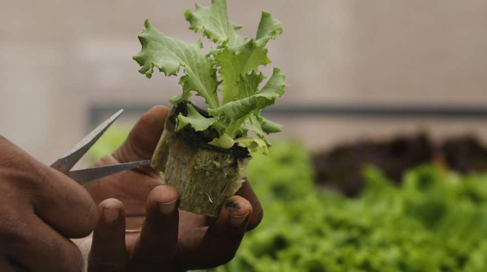 Hélder Silva, 48 anos, promotor da quinta Afroponic Purahvida, inspeciona alfaces produzidas pela técnica agrícola de aeroponia, técnica de cultivo que utiliza menos 90% de água e de terra, na cidade da Praia, ilha de Santiago, Cabo Verde, 04 de janeiro de 2023. Alface, tomate, pepino, pimentão, rúcula ou manjericão são muitos dos vegetais que saem da quinta de Hélder Silva, que introduziu em Cabo Verde a aeroponia, técnica de cultivo que utiliza menos 90% de água e de terra. (ACOMPANHA TEXTO DA LUSA DO DIA 09 DE JANEIRO DE 2023). ELTON MONTEIRO/LUSA