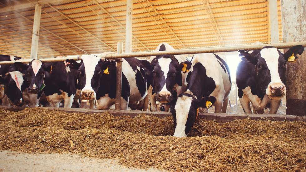 Vacas em quinta de produção de leite