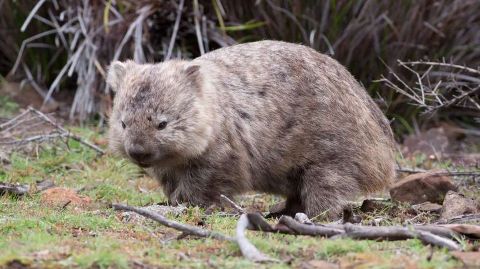 Os vombates são uma espécie de mamíferos marsupiais nativos da Austrália