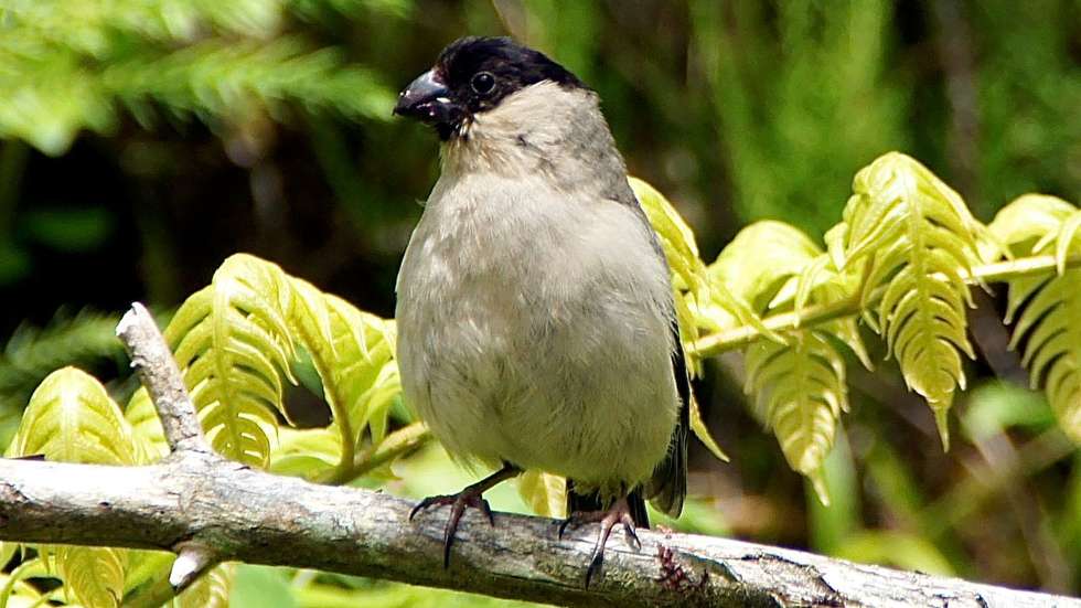 Priolo