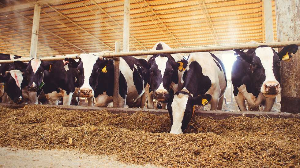 Vacas em quinta de produção de leite