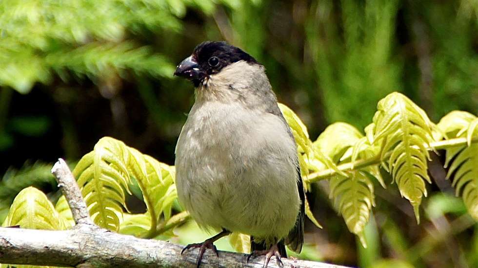 Priolo