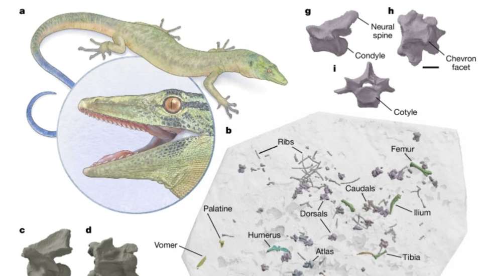 Breugnathair tinha mandíbulas serpentinas e dentes em forma de gancho, semelhantes aos das pítons, além do corpo curto e membros formados de um lagarto