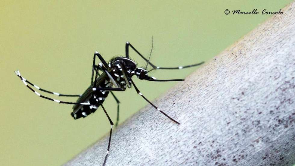 Este estudo foi conduzido utilizando modelos celulares, embora o progresso para futuras aplicações farmacológicas exija a confirmação dos resultados através de análises em mosquitos infetados após se alimentarem de sangue infetado