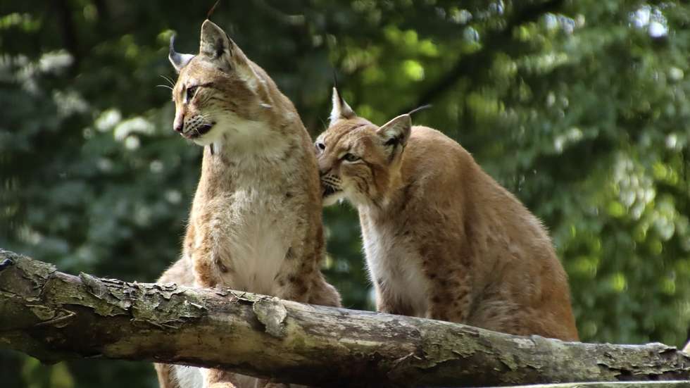 O zoo nota que o lince-europeu em particular precisa de comida que se "assemelhe ao que caçaria naturalmente"