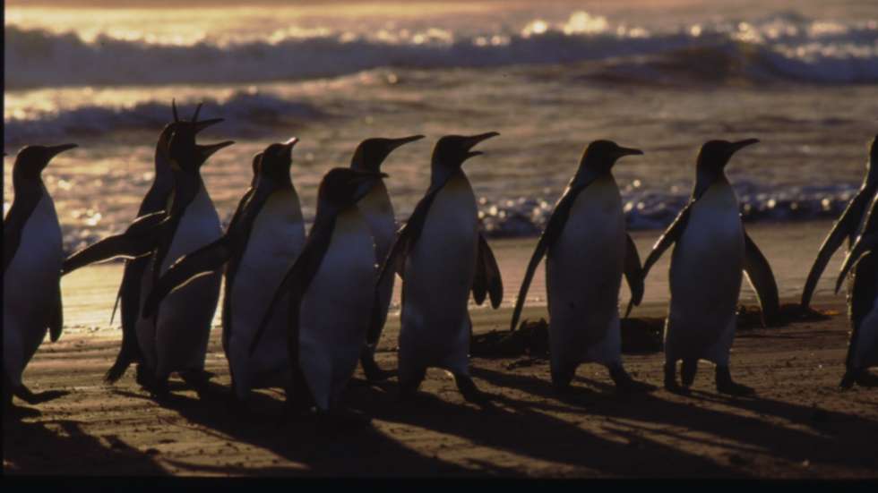 A população de pinguins-africanos diminuiu quase 80% nas últimas três décadas, em parte devido à competição com a pesca local