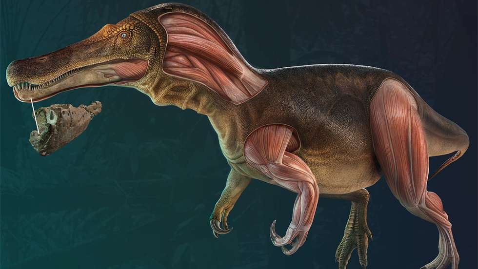 "Iberospinus natarioi", o novo dinossauro descoberto em Portugal