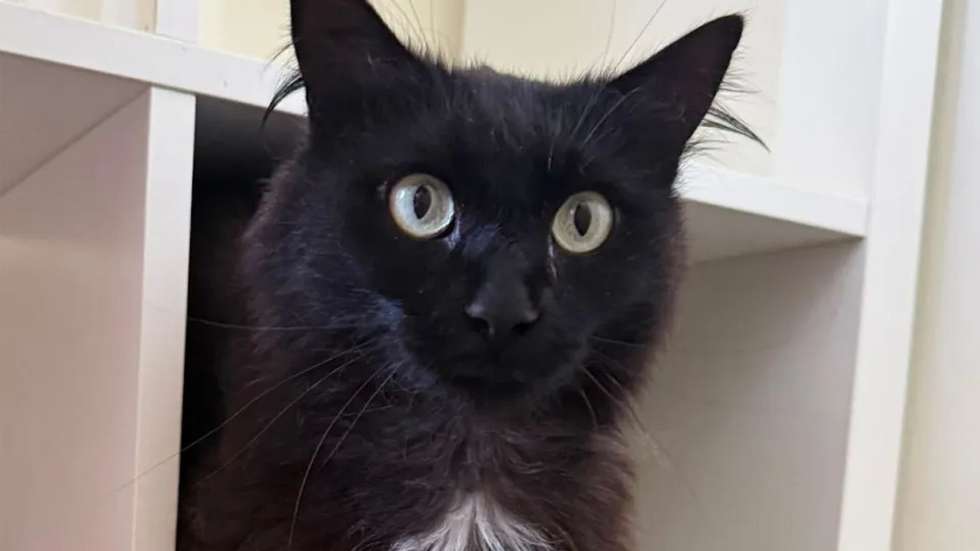 O gato de seis anos foi encontrado em território belga, depois de ter sido perdido em 2023