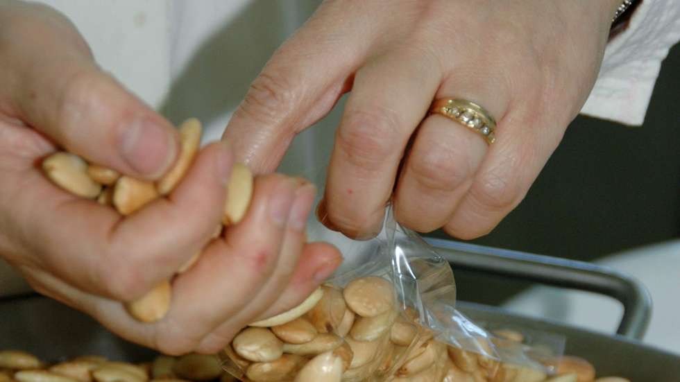 A doceira Maria Eugénia Torres produz doces tradicionais feitos à base de amêndoa sob a marca &quot;Sabores da Geninha&quot;, Figueira de Castelo Rodrigo, 3 de abril de 2011. (ACOMPANHA TEXTO)  FRANCISCO BARBEIRA/LUSA