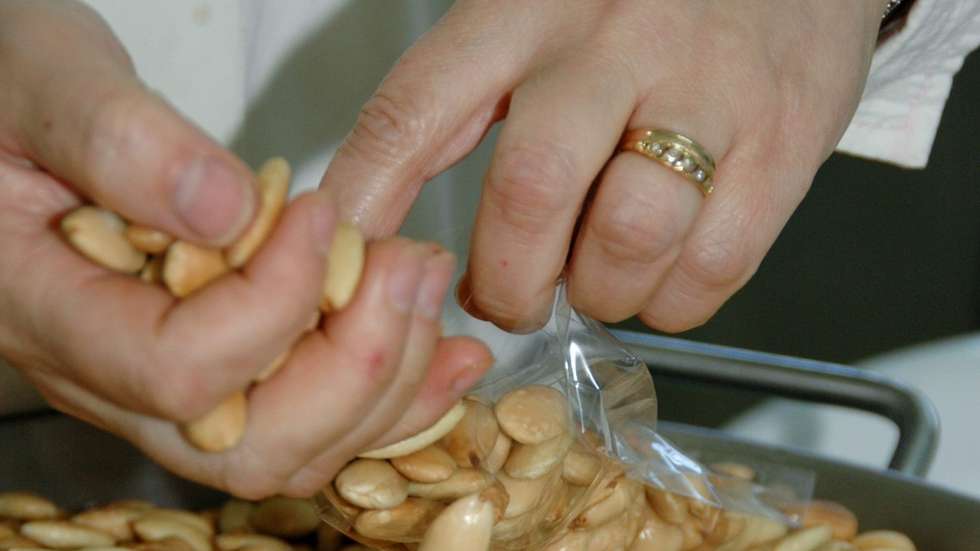 A doceira Maria Eugénia Torres produz doces tradicionais feitos à base de amêndoa sob a marca "Sabores da Geninha", Figueira de Castelo Rodrigo, 3 de abril de 2011. (ACOMPANHA TEXTO)  FRANCISCO BARBEIRA/LUSA