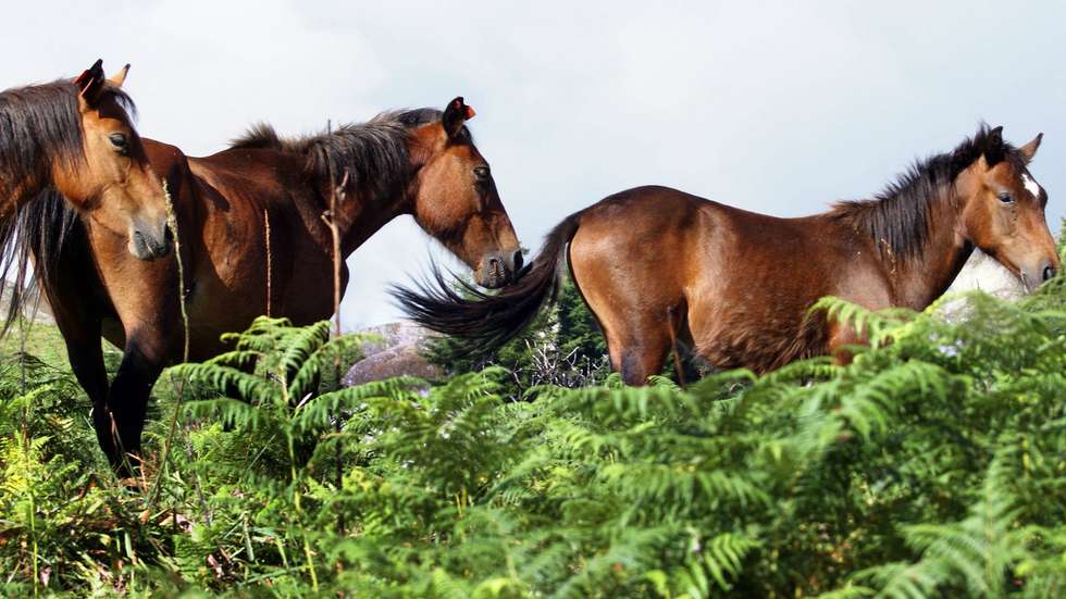Garranos, raça de cavalos autóctone do norte de Portugal, correm nas encostas da região circundante de Paredes de Coura, 5 de julho de 2008. (ACOMPANHA TEXTO) FERNANDO MARTINS/LUSA