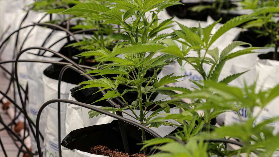 Uma empresa de Altura produz canábis para fins medicinais,