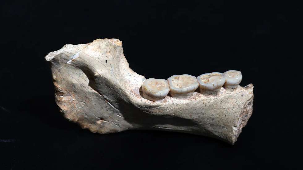 Mandíbula com 773 mil anos encontrada no sítio arqueológico Thomas Quarry I, em Marrocos/ Early hominins from Morocco basal to the Homo sapiens lineage