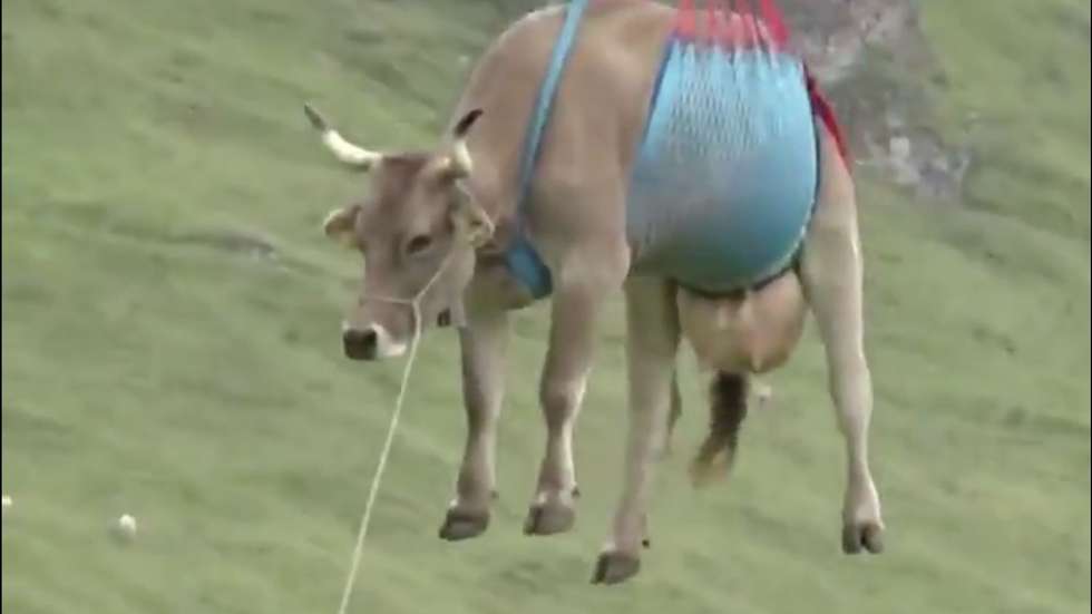 vaca voadora