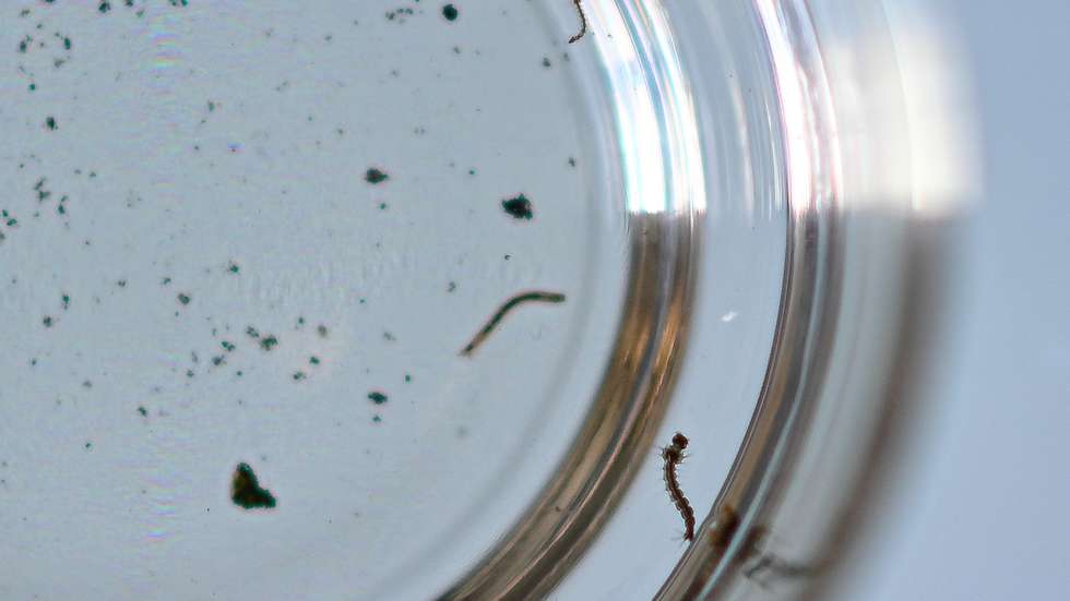 epa11102325 Photograph of the larva of the Aedes aegypti mosquito responsible for the transmission of dengue in Brasilia, Brazil, 24 January 2024. Brazil is on alert due to the sharp increase in dengue cases since the beginning of 2024 due to rains and high temperatures linked to the El Nino climate phenomenon.  EPA/ANDRE BORGES