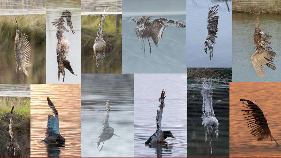 Quando as aves se conseguem libertar, os ferimentos registados são graves, não estando nenhuma delas apta para ser devolvida à natureza