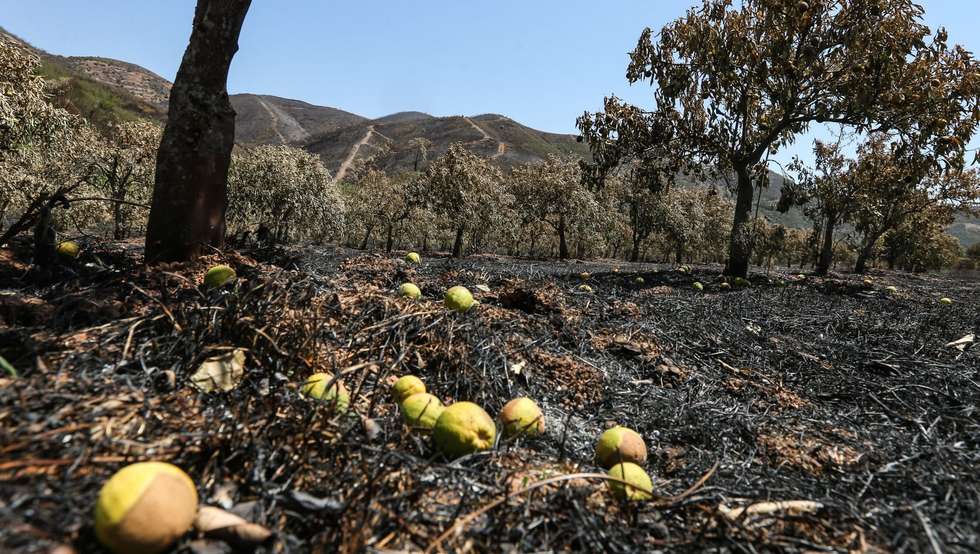 Os efeitos dos incêndios do verão e a quebra na produção de leite foram reivindicações dos agricultores