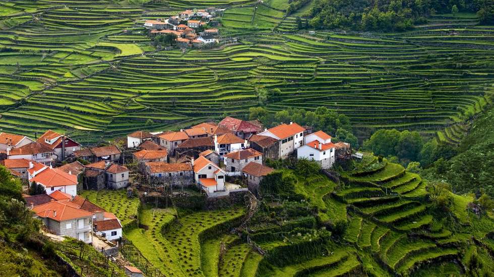 Projeto quer proteger os socalcos e florestas da paisagem de Sistelo
