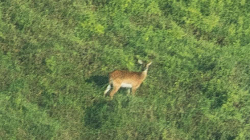 Primeira fotografia publicada de um lechwe de Upemba vivo