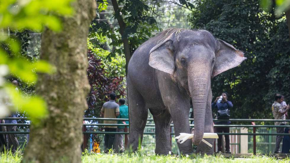 epa09445034 An elephant is seen inside its enclosure as Bangladeshi people visit the National Zoo Park, after its reopening at the Mirpur area in Dhaka, Bangladesh 03 September, 2021. Bangladesh authority decided to reopen the zoo for the visitors after a five-month closure due to COVID-19 pandemic.  EPA/MONIRUL ALAM