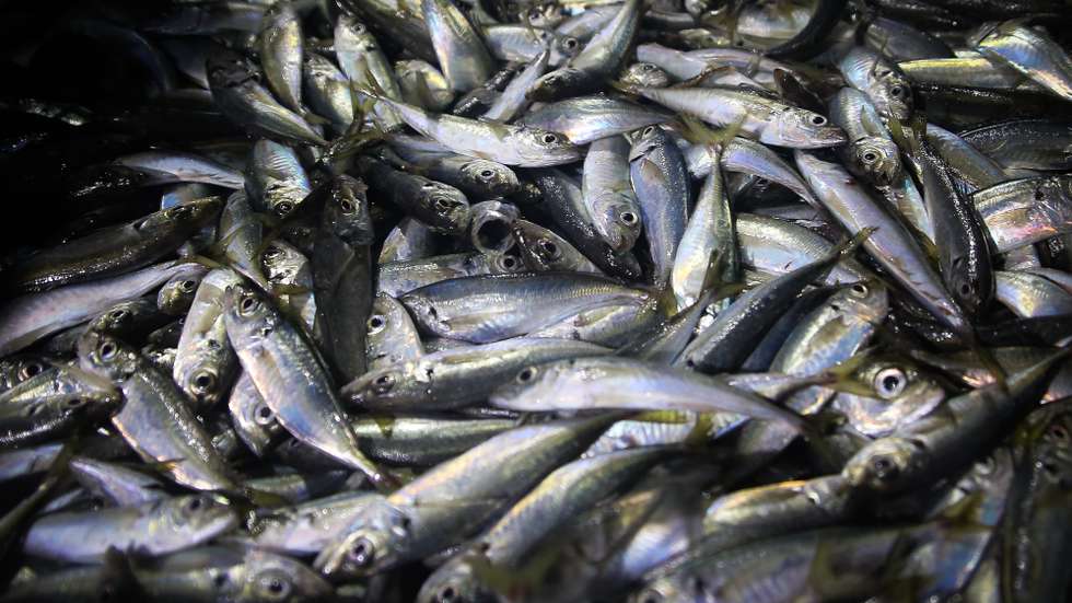 Para as embarcações com comprimento superior a nove metros e igual ou inferior a 16 metros foi fixado um limite de 3.938 kg (175 cabazes)