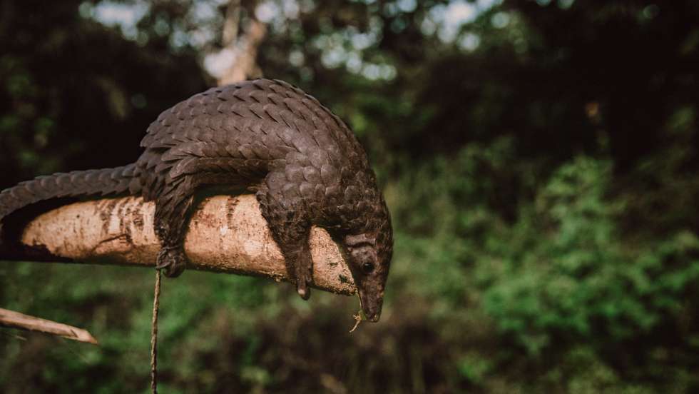 epa08891316 (07/39) A pangolin captured by hunters in the Ituri rainforest, in Mambasa territory, Democratic Republic of the Congo, 19 October 2020. The risk of a new pathogen coming in contact with human populations is increased in areas with high biodiversity like Congo. Over 72 percent of the country lives on less than USD 1.90 a day, which makes free sources of food like hunting essential in parts of the country where hunting and fishing are a viable option. Human populations come into contact with animals and pathogens during activities such as hunting for food or the exotic animal trade and deforestation. With deforestation and habitat loss, animals are more likely to move into new areas and come into contact with human beings for the first time. Humans living in these high-risk areas have a far greater chance of becoming a 'patient zero' for virus spillover than elsewhere. The exotic animal trade is also an attractive source of revenue as Congo still hosts many exotic animals, including pangolins, the mammal suspected to be a secondary host for COVID-19 before it spilled over into the human population. There exists a precarious situation where conservation is a losing battle due to governance factors, and Congo’s biodiversity posits a distinct likelihood for a new virus to jump from an animal to a human population. Mammals alone are estimated to host at least 320,000 undiscovered viruses.  EPA/Hugh Kinsella Cunningham ATTENTION EDITORS / MANDATORY CREDIT : This story was produced in partnership with the Pulitzer Center -- For the full PHOTO ESSAY text please see Advisory Notice epa...