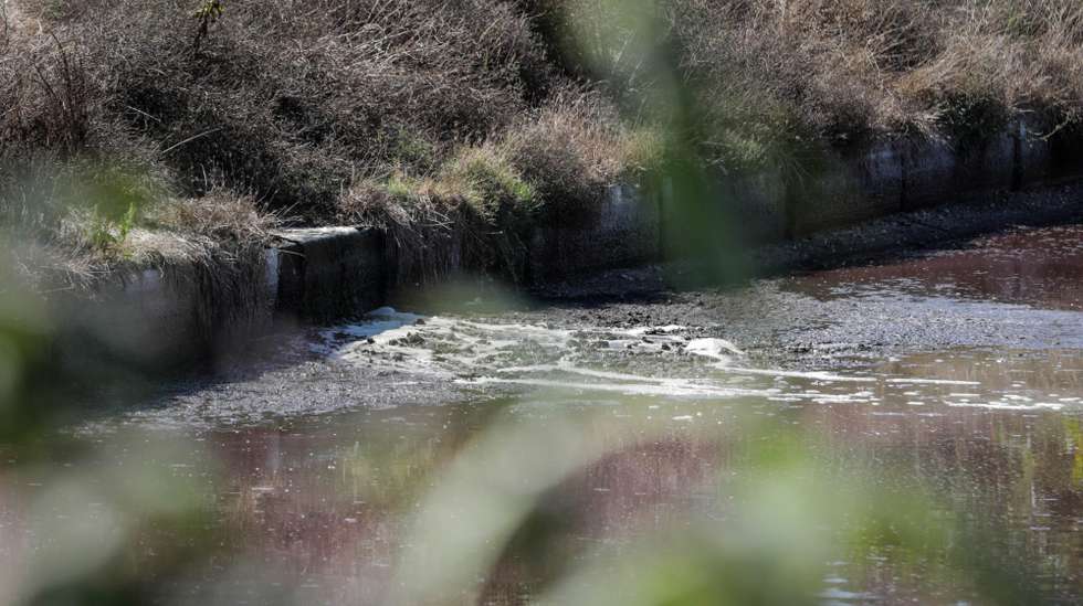 "As medidas atuais não são suficientes", explicou a investigadora do Centro de Ciências do Mar e do Ambiente