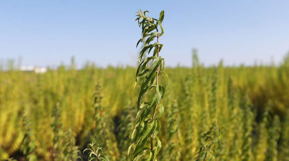 Plantas de Lúcia-lima, onde com água do Alqueva à “porta”, na Aldeia da Luz, no Alentejo, dois irmãos arriscaram na agricultura, há alguns anos, e produzem plantas aromáticas e medicinais, mas a “aventura” teria sido “impossível” sem apoios comunitários, Mourão, Évora, 20 de julho de 2018. “Sem essas ajudas”, seria “praticamente impossível”, diz à agência Lusa Filipe Lopes, corroborado pelo irmão mais novo, José Rui: “Completamente, não só este tipo de projetos, mas toda a agricultura em Portugal”, que “quase não é rentável sem o apoio dos subsídios” europeus. Em 2012, em plena época da crise que assolou o país, os dois, Filipe, hoje com 40 anos, e José Rui, agora com 36 anos, criaram a empresa agrícola Canteiro da Luz, à entrada da Aldeia da Luz, no concelho de Mourão (Évora). (ACOMPANHA TEXTO DE 22 DE JULHO DE 2018). NUNO VEIGA/LUSA