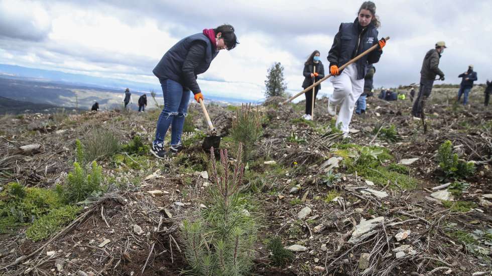 Voluntários durante o trabalho de campo de limpeza e tratamento de árvores já plantadas, no âmbito do Projeto Floresta da Serra do Açor, para assinalar o Dia da Árvore, em Vinhá, Arganil, 21 de março de 2022. PAULO NOVAIS/LUSA