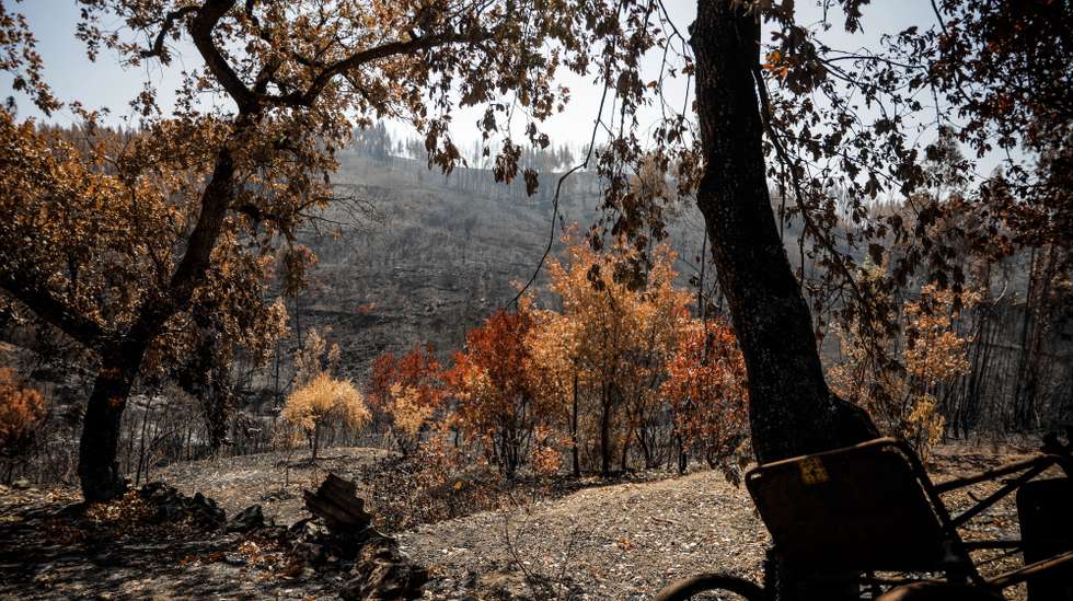 Vista da floresta queimada pelas chamas no incêndio de julho na Aldeia de Mouta, na freguesia de Almoster, Alvaiázere, 8 de agosto de 2022. (ACOMPANHA TEXTO DE 10 DE AGOSTO DE 2022). PAULO CUNHA/LUSA