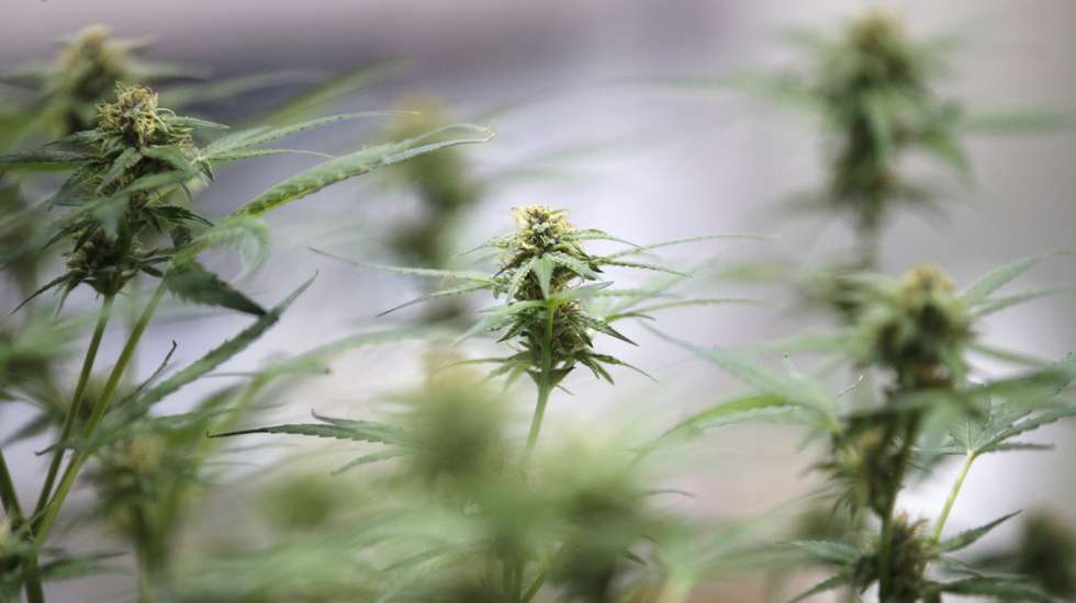 epa10989278 Cannabis plants are displayed at the Asia International Hemp Expo 2023 in Bangkok, Thailand, 22 November 2023. The Asia International Hemp Expo is the trade exhibition for the hemp industry showcasing the latest innovations, technologies and products from cannabis and hemp-related industries aimed to expand the cannabis and hemp industry after Thailand legalized marijuana and hemp plants.  EPA/RUNGROJ YONGRIT