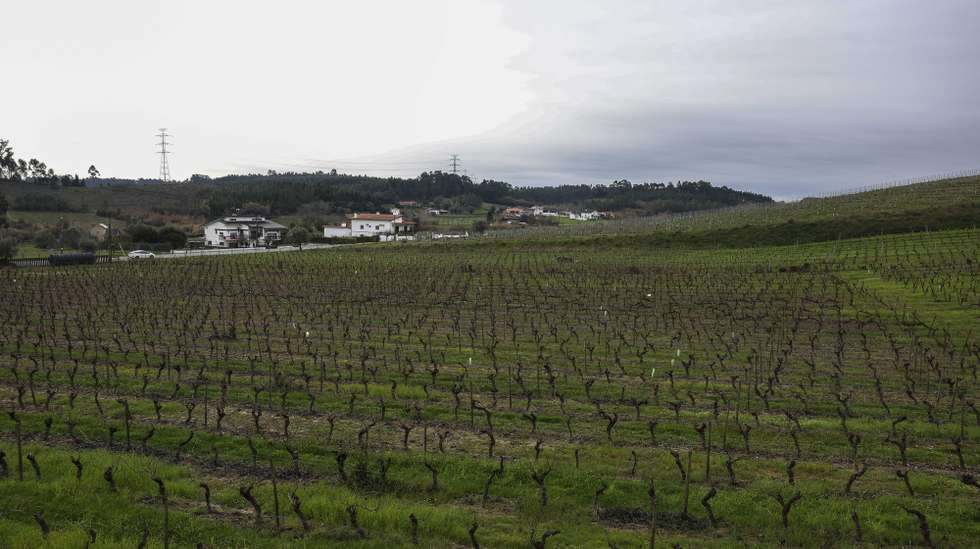 Vinhas que podem ser afetadas pelo atual projeto de alta velocidade, que atravessa uma longa mancha de vinha da região, pode pôr em causa marcas que são o “carro chefe” de um grupo ou empresa de vinhos da Bairrada, Anadia, Aveiro, 9 de janeiro de 2024. “[O projeto de alta velocidade] pode ser determinante para que possam desaparecer marcas, marcas que temos que são dependentes da existência desta ou daquela vinha e que podem desaparecer por desaparecerem as condições de produção que existem”, disse à agência Lusa Pedro Soares, presidente da Comissão Vitivinícola da Bairrada (CVB). (ACOMPANHA TEXTO DE 11 DE JANEIRO DE 2024). PAULO NOVAIS/LUSA