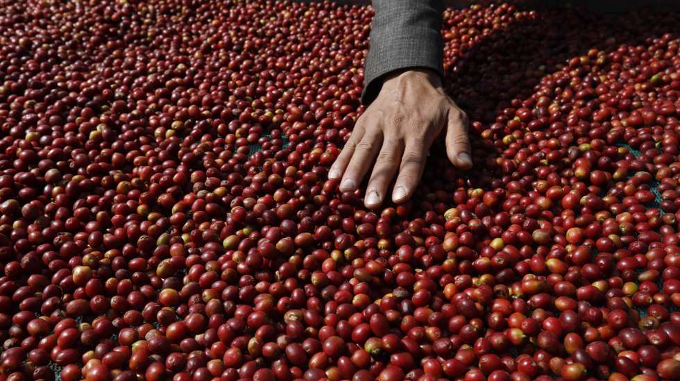 epa09509338 A Yemeni vendor displays fresh coffee beans during a Yemeni Mocha-coffee festival in Sanaâ€™a, Yemen, 06 October 2021. The Mocha-coffee festival was launched in Sanaâ€™a to display different kinds of fresh and roasted local coffee grains and revive famous Yemeni Arabic coffee industry after a six-year old fighting in the Arab country prevented farmers from increasing coffee production and exporting it abroad despite tough competition from other coffee producers, including Brazil and Ethiopia. Yemen is the original country for Arabic coffee and home of internationally-known Mocha coffee which is famous for its delicious taste and high quality since coffee became the most loved beverage in the world.  EPA/YAHYA ARHAB