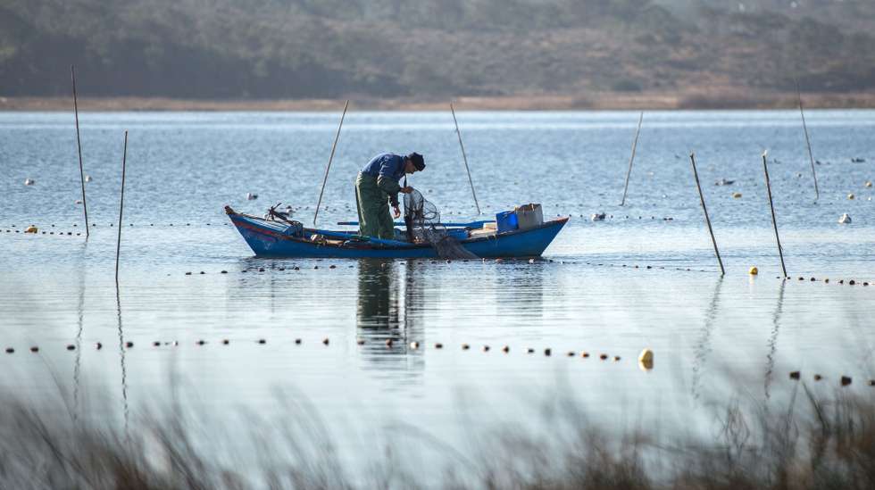 Há 40 anos que o ritual é repetido diariamente, durante a época da pesca da enguia, por Carlos Domingos, de 61 anos, que, de botas de borracha e calças de loja entra sozinho numa pequena embarcação ainda antes de o sol raiar e navega pelas águas calmas da Lagoa de Santo André para conferir cada uma das 70 nassas que deixa submersas durante a noite, Santiago do Cacém, 20 de janeiro de 2018. Todo o pescado que captura já tem como destino certo a cozinha de Ana Lúcia Beja, num dos 12 restaurantes da freguesia de Santo André, no concelho de Santiago do Cacém, que participa no Festival da Enguia da Lagoa de Santo André, que está a decorrer até ao dia 28. (ACOMPANHA TEXTO DO DIA 21 DE JANEIRO DE 2018). TIAGO CANHOTO/LUSA