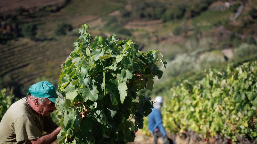 A vindima começou mais cedo no Douro para “salvar” a uva da seca e do calor e, pelos valados de uma quinta, em Alijó, cruzam-se vindimadores portugueses, timorenses e ucranianos, que minimizam a falta de mão-de-obra,
Alijó, 18 de agosto de 2022.  (ACOMPANHA TEXTO DE 21 DE AGOSTO DE 2022) PEDRO SARMENTO COSTA/LUSA