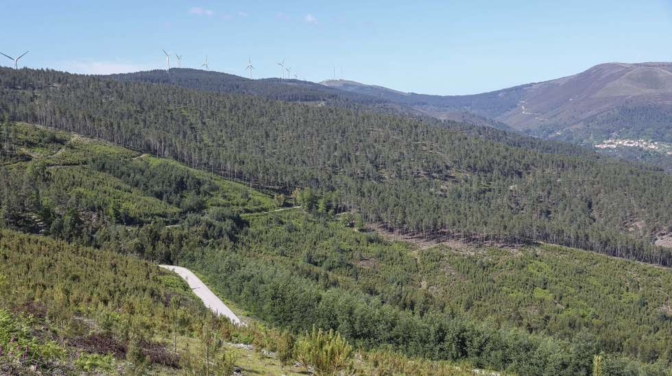 Florestas em que sete anos depois dos incêndios de Pedrógão Grande, alguma coisa mudou no território afetado pelos fogos. Há aldeias mais seguras e projetos que poderão mudar a paisagem, mas o eucaliptal abandonado está tão presente que quase parece “autóctone”, Figueiró de Vinhos,  24 de maio de 2024. (ACOMPANHA TEXTO DE 04-06-2024) PAULO NOVAIS/LUSA