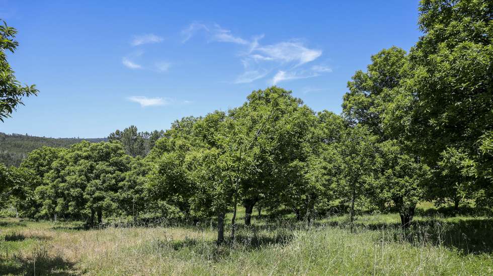 Árvores