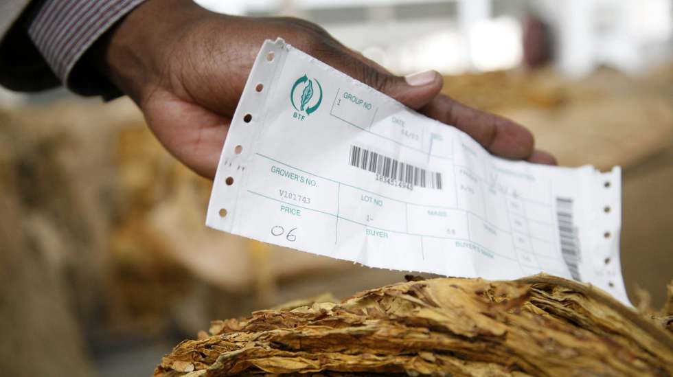 epa04647062 A buyer looks at the first crop of tobacco to be sold this year during the start of the Zimbabwe tobacco selling season, Harare, Zimbabwe, 04 March 2015. Media reports state tobacco farmers were angered on the first day of the auction after the average price offered by traders dropped to US 3.5 dollars per kilogram compared to nearly US five dollars on the first day of the auction last year. Zimbabwe is the main exporter of tobacco in Africa, it forms about 60 percent of the country's total agricultural exports.  EPA/AARON UFUMELI