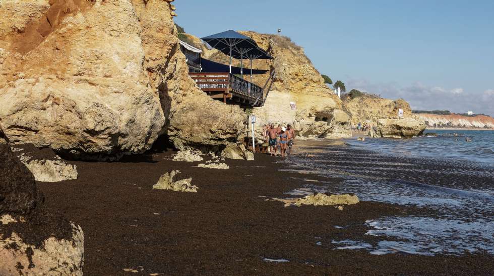 A elevada concentração de algas verificada em várias praias do Algarve “é uma situação normal e recorrente” e não afeta a qualidade da água balnear, disse hoje à Lusa fonte da Agência Portuguesa do Ambiente (APA), Praia dos Olhos de Água em Albufeira, 17 de setembro de 2024. “Trata-se de um fenómeno natural e que tem sido cada vez mais frequente devido às alterações climáticas, aos ventos e correntes marítimas de levante (sueste) e ao aquecimento da água do mar, mas não oferece perigo para os banhistas”, especificou uma fonte regional da APA. LUÍS FORRA/LUSA