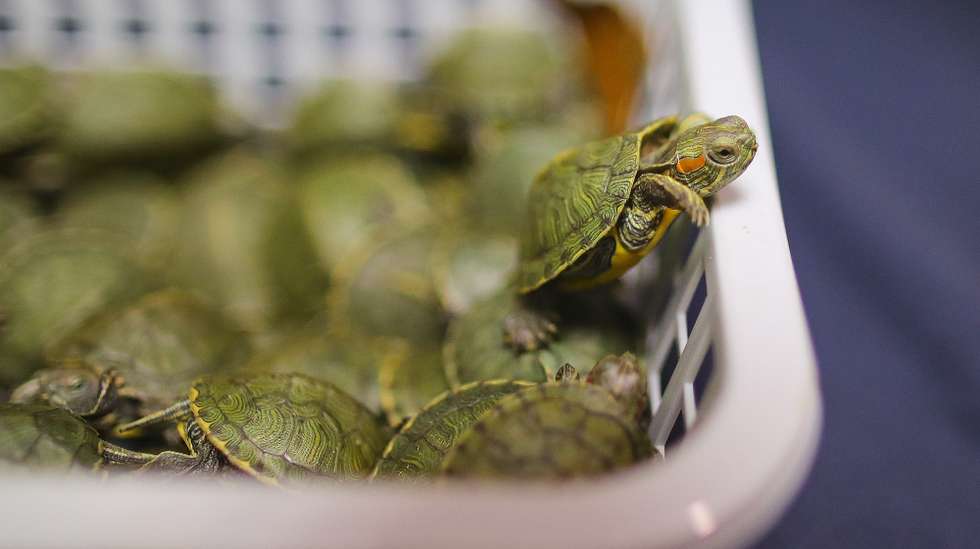 epa07673647 Seized turtles are displayed during a press conference at Custom Cargo Complex near KLIA airport in Sepang, Malaysia, 26 June 2019. Thirty-two small boxes packed with 5,225 red-eared slider turtles, worth around 12,484 Euro, were seized at KLIA airport. Two Indian citizens were arrested for a smuggling attempt into the country on a flight from Guangzhou, China on 20 June 2019.  EPA/FAZRY ISMAIL