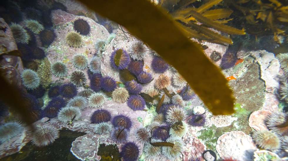 epa08465260 A general underwater view of marine life beneath a Kelp forest in False Bay, Cape Town, South Africa 04 June 2020.  Kelp forests harbor a greater variety and higher diversity of plants and animals than almost any other ocean community. The Kelp forests influence the waters around them by calming the waves, slowing the water and thus allowing it to be warmed by the sun. This creates a unique marine environment in which thousands of species thrive beneath these giant tree like structures. World Environment Day is celebrated globally every year on 05 June and aims to bring awareness to environmental issues. The theme for 2020 is biodiversity under the heading of 'Time for Nature'.  EPA/NIC BOTHMA