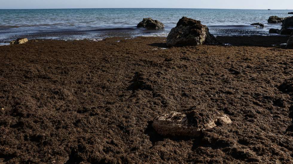 A elevada concentração de algas verificada em várias praias do Algarve “é uma situação normal e recorrente” e não afeta a qualidade da água balnear, disse hoje à Lusa fonte da Agência Portuguesa do Ambiente (APA), Praia dos Olhos de Água em Albufeira, 17 de setembro de 2024. “Trata-se de um fenómeno natural e que tem sido cada vez mais frequente devido às alterações climáticas, aos ventos e correntes marítimas de levante (sueste) e ao aquecimento da água do mar, mas não oferece perigo para os banhistas”, especificou uma fonte regional da APA. LUÍS FORRA/LUSA