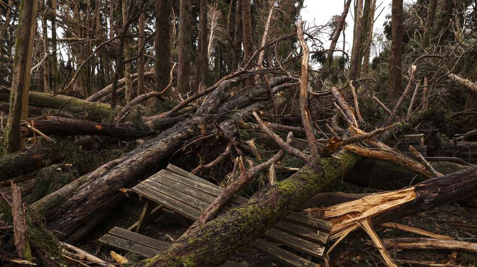Queda de árvores na Serra de Sintra. Estima-se que caíram 100.000 árvores afetando cerca de 278 hectares dos cerca de 1000 hectares sob gestão da Parques de Sintra - Monte da Lua, devido à passagem da tempestade Martinho na noite de 19 para 20 de março com rajadas de vento com cerca de 169km/h registadas no Cabo da Roca, Sintra, 3 de abril de 2025. (ACOMPANHA TEXTO DE 3 DE ABRIL DE 2025). MIGUEL A. LOPES/LUSA