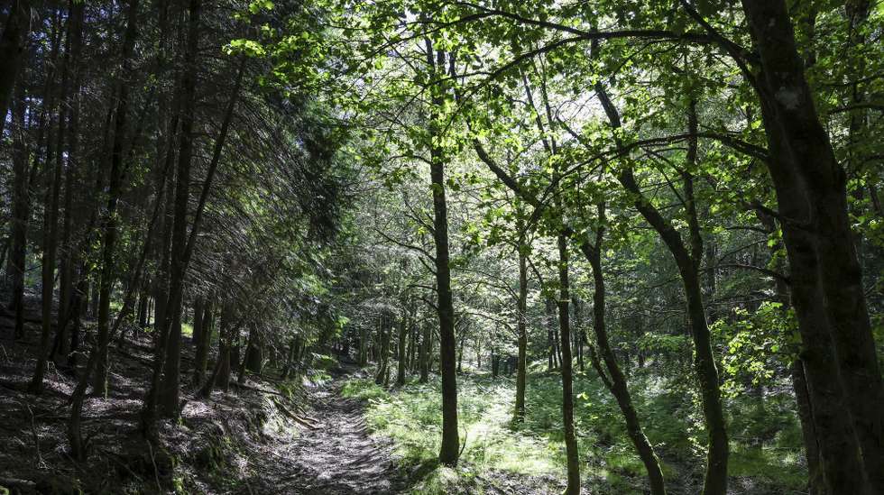 Florestas em que sete anos depois dos incêndios de Pedrógão Grande, alguma coisa mudou no território afetado pelos fogos. Há aldeias mais seguras e projetos que poderão mudar a paisagem, mas o eucaliptal abandonado está tão presente que quase parece “autóctone”, Figueiró de Vinhos,  24 de maio de 2024. (ACOMPANHA TEXTO DE 04-06-2024) PAULO NOVAIS/LUSA