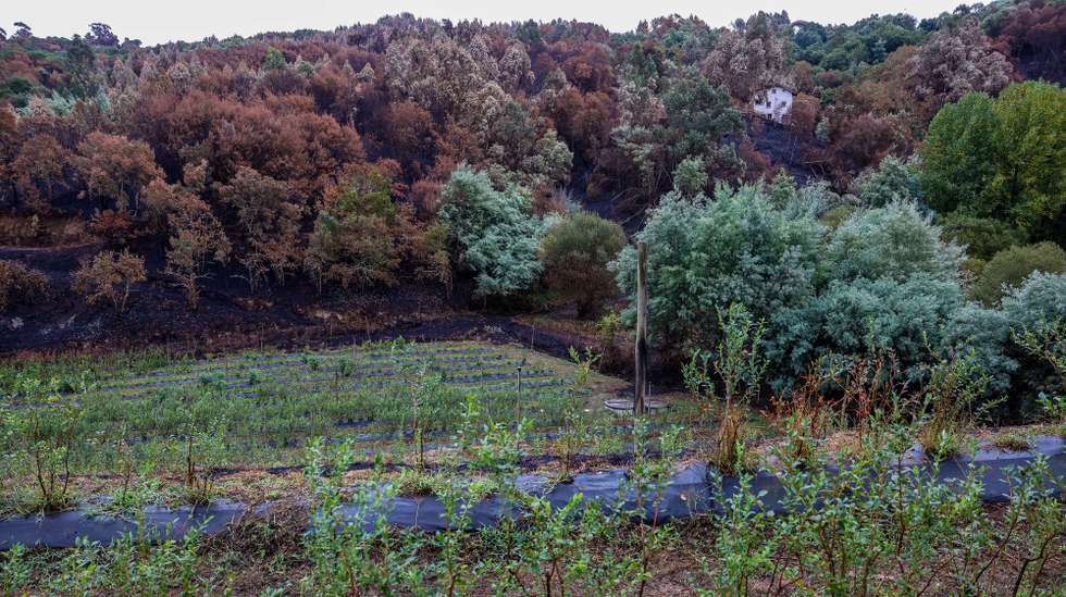 Uma casa cercada por floresta queimada avistada durante a visita do presidente do Chega, André Ventura (ausente da fotografia), a uma quinta afetada pelo fogo no âmbito da deslocação aos territórios afetados pelos recentes incêndios, em Tábua, 25 de setembro de 2024. PAULO NOVAIS/LUSA