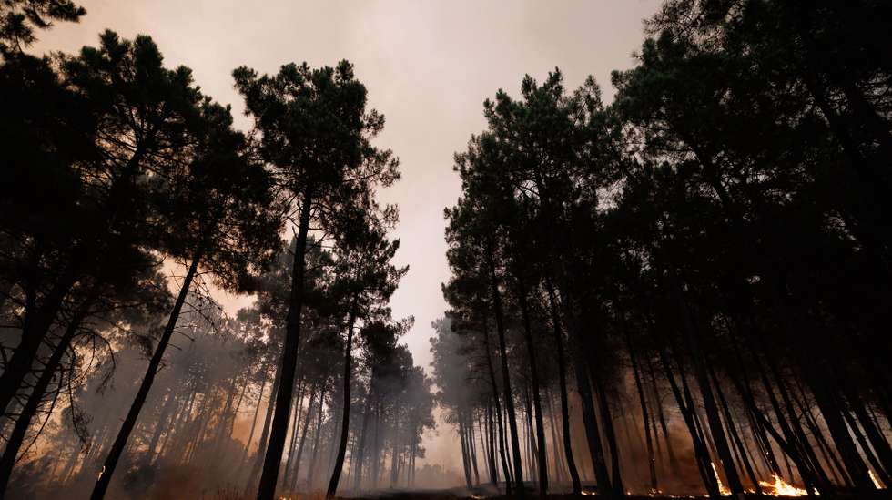 As chamas consomem pinheiros durante um incêndio em São Martinho da Anta, concelho de Sabrosa, Vila Real, 2 de agosto de 2025. O fogo que começou em São Cibrão, Vila Real, alastrou para o concelho de Sabrosa, onde lavra em duas frentes com alguma intensidade e mobiliza cerca de 240 operacionais. PEDRO SARMENTO COSTA/LUSA