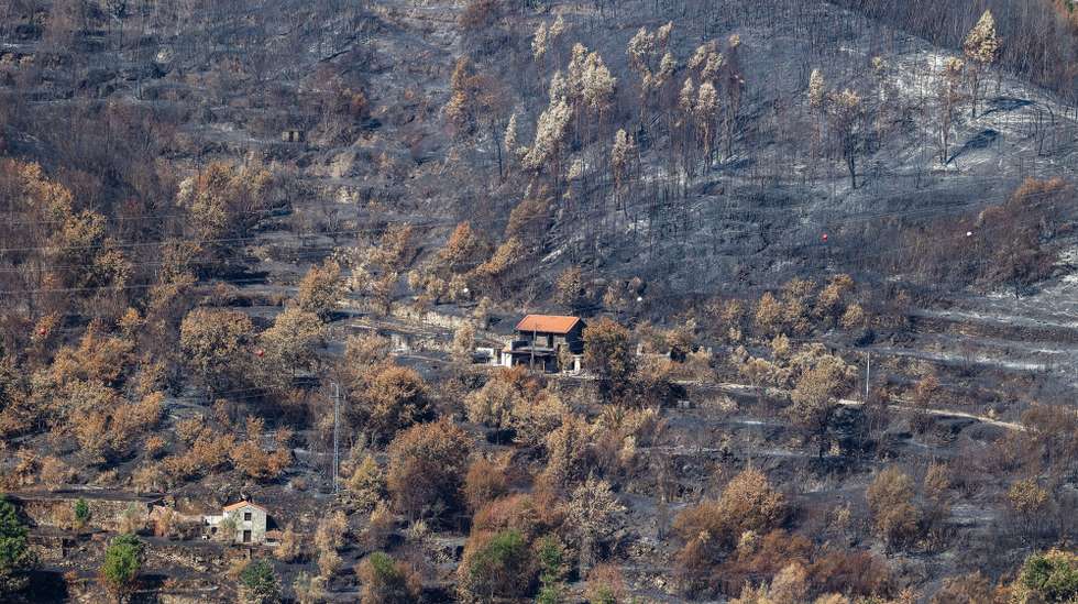 Floresta queimada pelo fogo de 15 de agosto, no incêndio em Avô, em Oliveira do Hospital, 25 de agosto de 2025. PAULO NOVAIS/LUSA