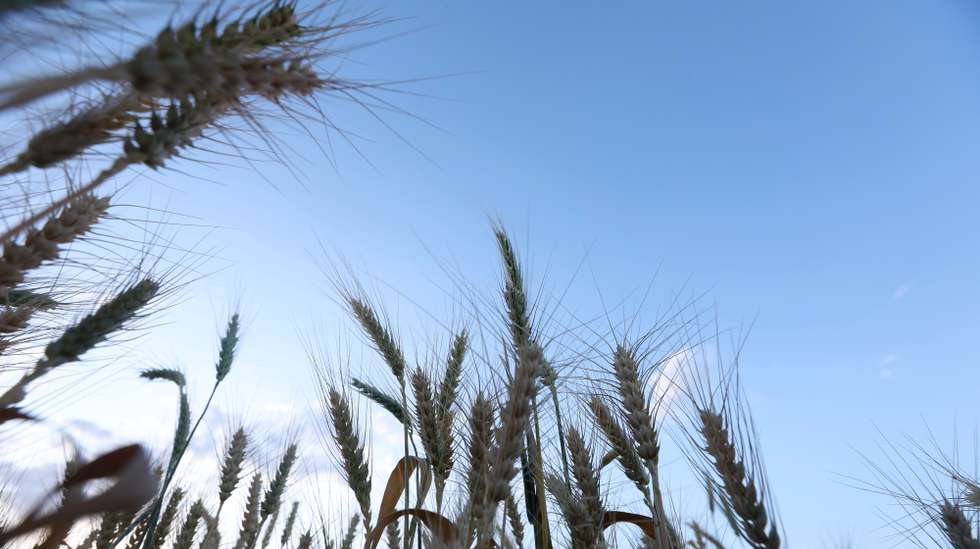 epa11659327 Close-up view of wheat ears at a field shortly before the harvest season in Sana'a, Yemen, 14 October 2024. Reduced rainfall in October across various areas of Yemen can hinder crop maturation, delay harvests, or result in lower-quality yields, including wheat and vegetables, as the Arab country's agricultural sector is still undeveloped, according to a recent report by the Food and Agriculture Organization of the United Nations (FAO).  EPA/YAHYA ARHAB